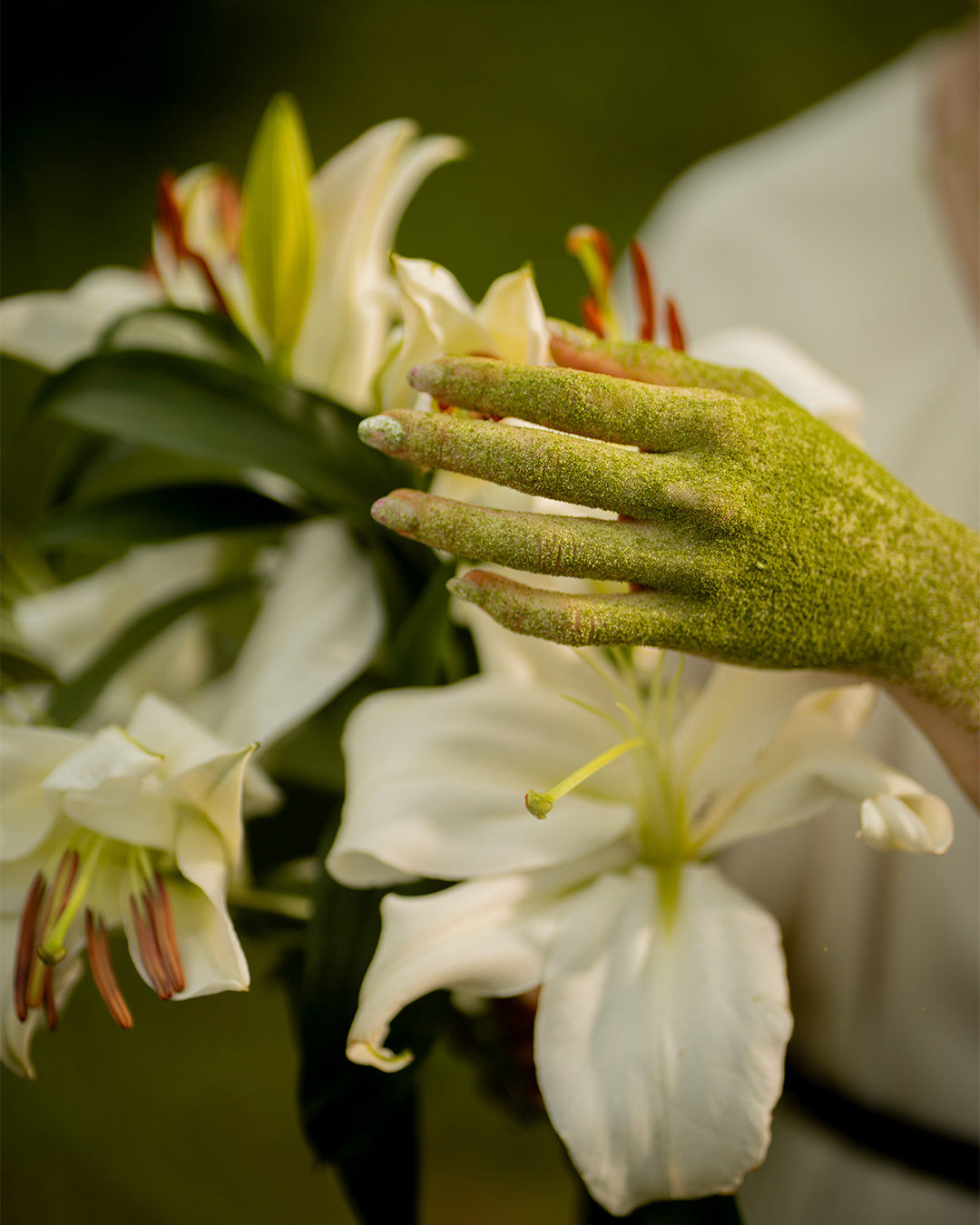 CEREMONIAL MATCHA